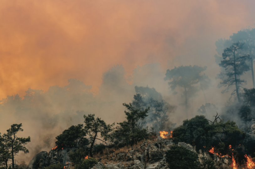 burning forest, representing climate change